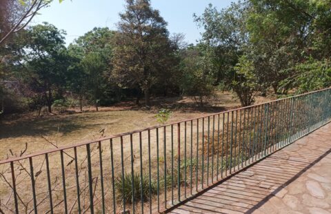 Stand For Sale In Carrick Creagh, Borrowdale.